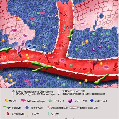 Enhancement of immune surveillance in breast cancer by targeting hypoxic tumor endothelium: Can it be an immunological switch point?